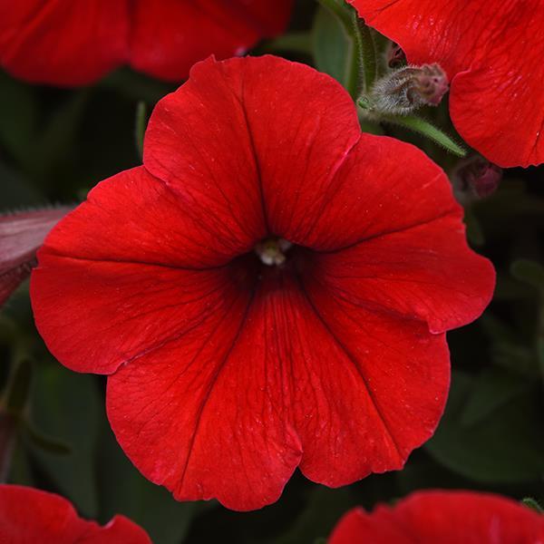 E3 Easy Wave® Red Bloom